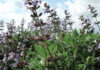 A Monograph On Salvia Officinalis A Monograph On Salvia Officinalis